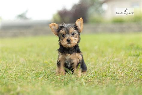 yorkie puppies for sale in indiana